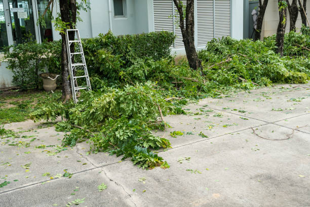 Professional Tree Service in Puget Island, WA